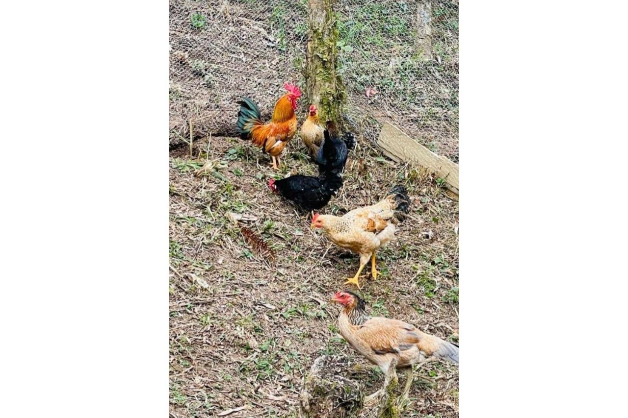 Floresta Secreta- Pousada Cachoeira Da Neve Urubici Eksteriør bilde